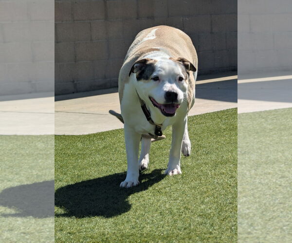 Medium Photo #3 Catahoula Leopard Dog Puppy For Sale in Salinas, CA, USA