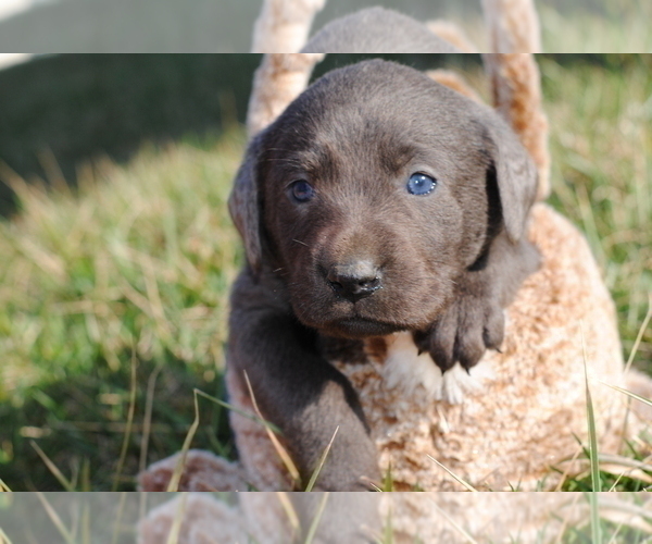 Medium Photo #9 Labrador Retriever Puppy For Sale in EDINBURG, VA, USA