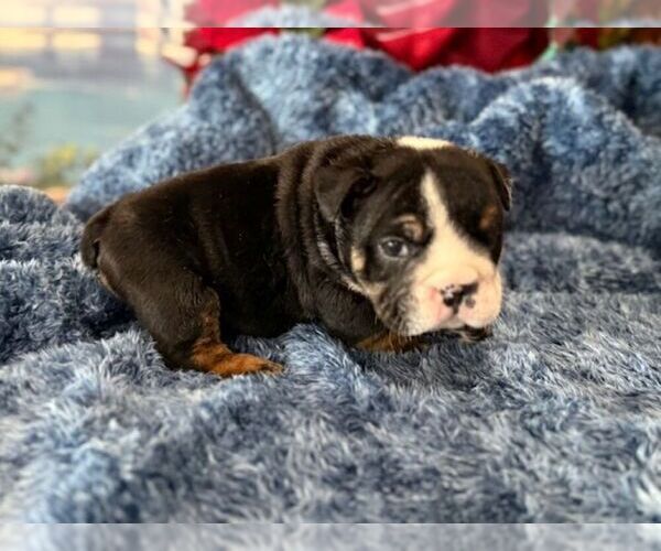 Medium Photo #3 English Bulldog Puppy For Sale in OOLOGAH, OK, USA