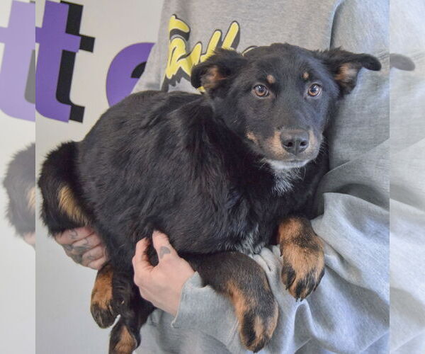 Medium Photo #2 German Shepherd Dog-Unknown Mix Puppy For Sale in Huntley, IL, USA