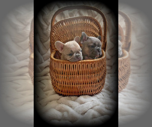 French Bulldog Puppy for sale in FREDERICK, MD, USA