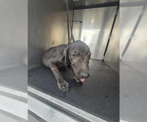 Labrador Retriever-Unknown Mix Dogs for adoption in San Antonio, TX, USA