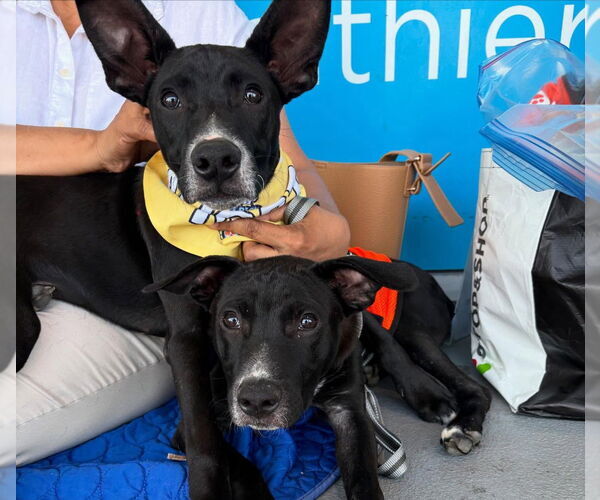 Medium Photo #2 Mutt Puppy For Sale in Lawrenceville, NJ, USA