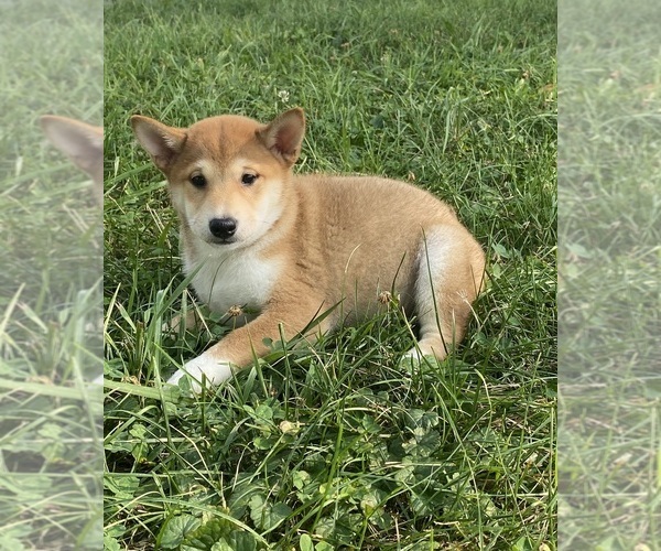 Medium Photo #5 Shiba Inu Puppy For Sale in CANOGA, NY, USA