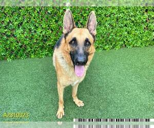 German Shepherd Dog Dogs for adoption in West Palm Beach, FL, USA