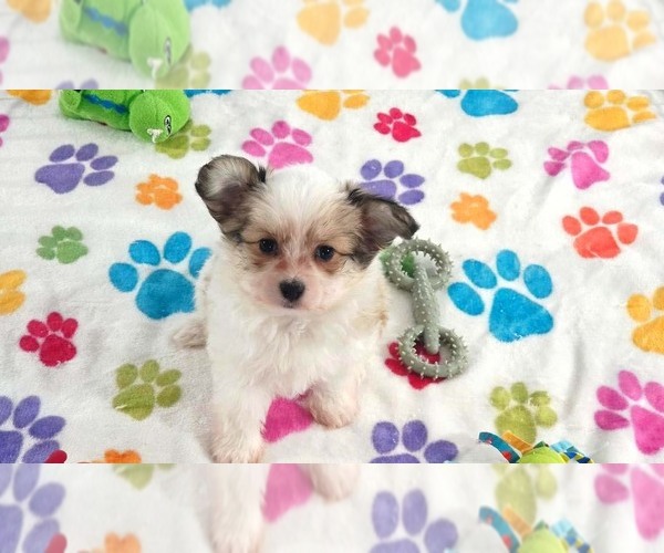 Medium Photo #15 Papitese Puppy For Sale in ORO VALLEY, AZ, USA
