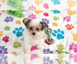Gus - Male Papitese Puppy for Sale - Photo #15