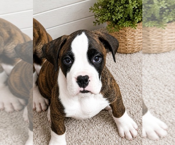 Medium Photo #2 Boxer Puppy For Sale in LAURENS, SC, USA