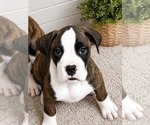 Small #1 Boxer