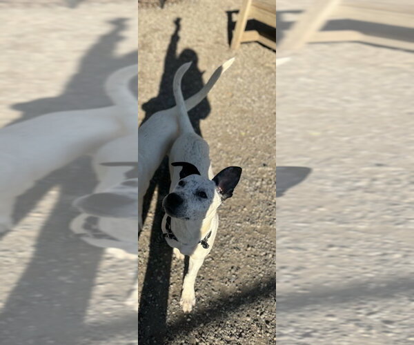 Medium Photo #5 Labrador Retriever-Unknown Mix Puppy For Sale in Elmsford, NY, USA