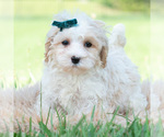 Small Photo #68 Maltipoo (Miniature) Puppy For Sale in WARSAW, IN, USA