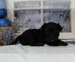 Small Photo #14 YorkiePoo Puppy For Sale in CHANUTE, KS, USA