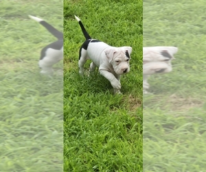 American Bully Puppy for sale in ACWORTH, GA, USA