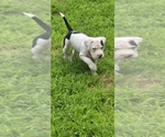 Small American Bully