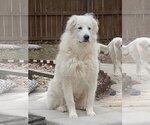 Small Photo #3 Great Pyrenees Puppy For Sale in Garland, TX, USA