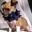 Small Photo #1 Chihuahua Puppy For Sale in MOUNT DORA, FL, USA
