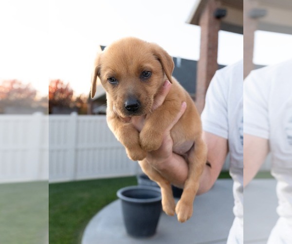 Medium Photo #3 Border-Aussie Puppy For Sale in MIDWAY, UT, USA