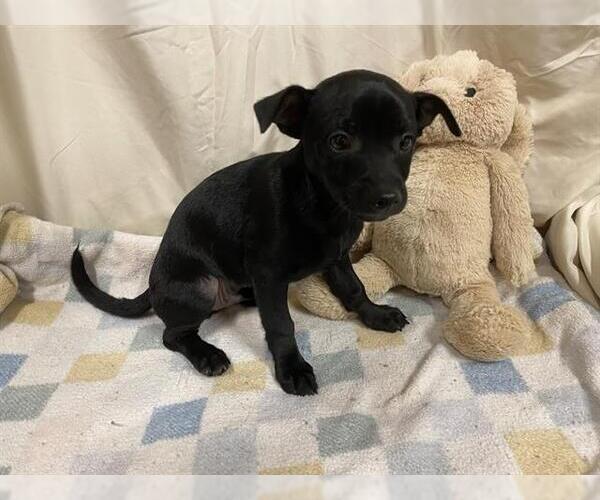 Medium Photo #1 Chihuahua-Norfolk Terrier Mix Puppy For Sale in Modesto, CA, USA