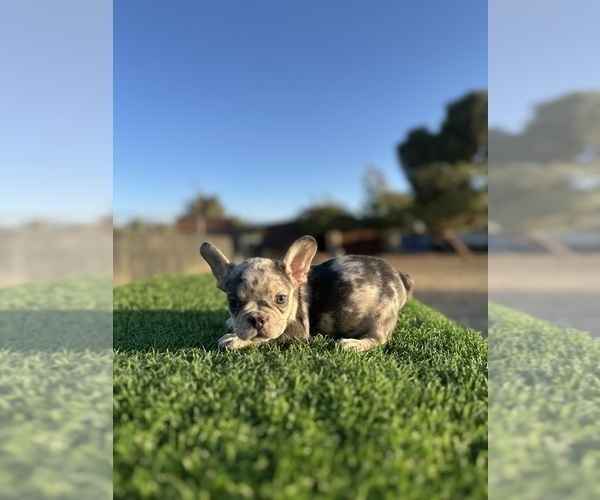 Medium Photo #8 French Bulldog Puppy For Sale in FOLSOM, CA, USA
