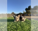 Small #7 French Bulldog