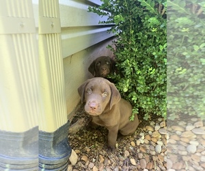 Labrador Retriever Puppy for sale in GAINESVILLE, GA, USA