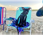 Small #4 American Staffordshire Terrier-French Bulldog Mix