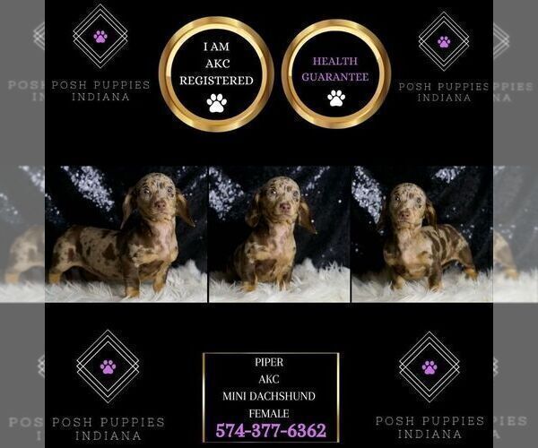 Medium Photo #36 Dachshund Puppy For Sale in WARSAW, IN, USA
