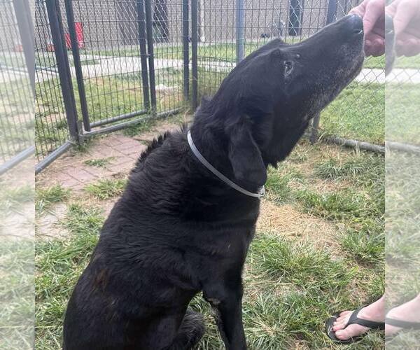 Medium Photo #4 Labrador Retriever Puppy For Sale in Houston, TX, USA