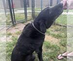 Small #3 Labrador Retriever