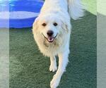 Small #2 Great Pyrenees Mix