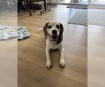 Small #2 Beagle