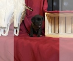Small Photo #27 Cane Corso Puppy For Sale in LAKE EUFAULA, OK, USA