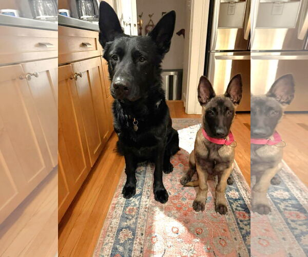 Medium Photo #9 Mutt Puppy For Sale in Gretna, NE, USA