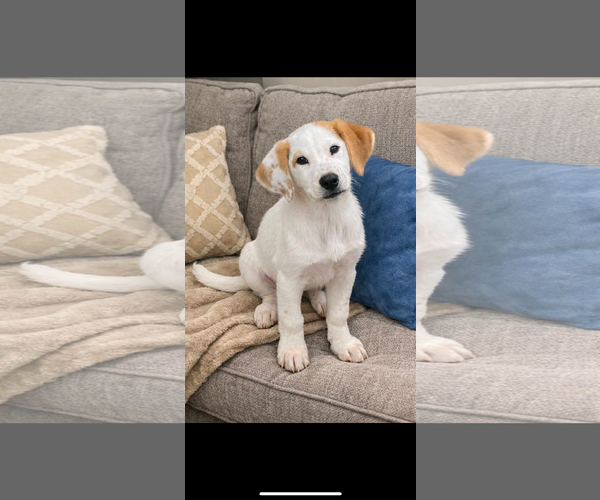 Medium Photo #2 Labrenees Puppy For Sale in Alexander, AR, USA