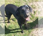 Small #12 Labrador Retriever Mix