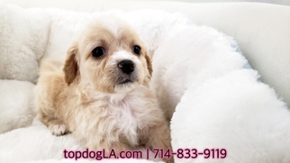 Cock-A-Poo Puppy for sale in LA MIRADA, CA, USA