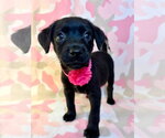 Small #1 Labrador Retriever Mix
