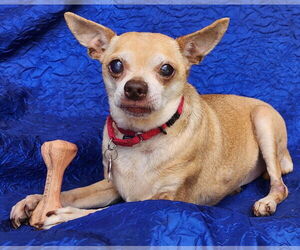 Chihuahua-Unknown Mix Dogs for adoption in Cuba, NY, USA