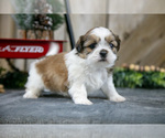 Puppy Nova Shih Tzu