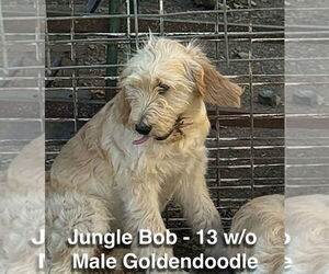 Golden Retriever Dogs for adoption in Studio City, CA, USA