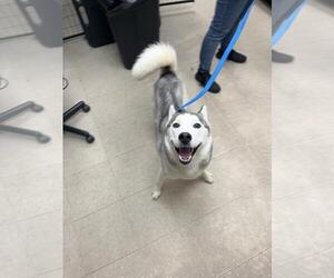 Siberian Husky Dogs for adoption in Fort Collins, CO, USA