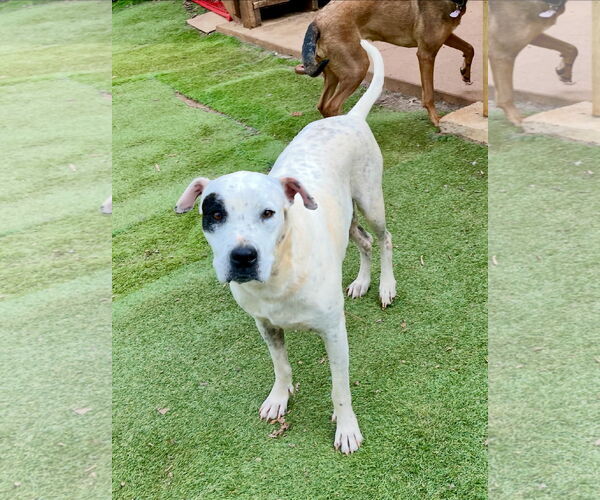 Medium Photo #1 Dalmatian-Unknown Mix Puppy For Sale in Ball Ground, GA, USA