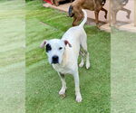 Small Dalmatian Mix