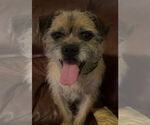 Small #4 Border Terrier Mix