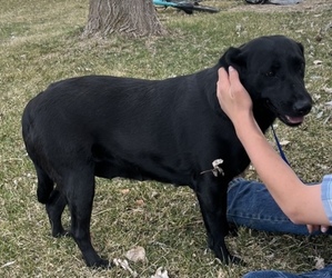 Labrador Retriever Puppy for sale in LOMA, CO, USA