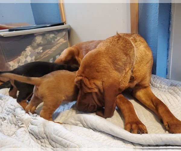 Medium Photo #3 Bloodhound Puppy For Sale in CUMBY, TX, USA