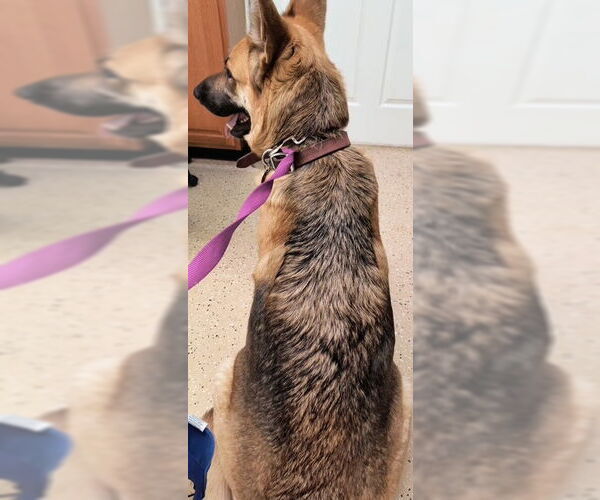 Medium Photo #2 German Shepherd Dog Puppy For Sale in Kansas City, MO, USA