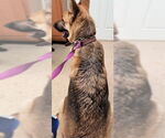 Small #1 German Shepherd Dog