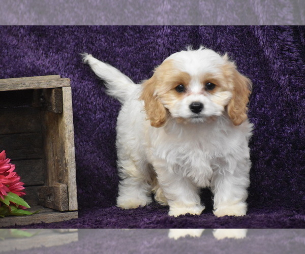 Medium Photo #1 Cavachon Puppy For Sale in ELDORADO, OH, USA