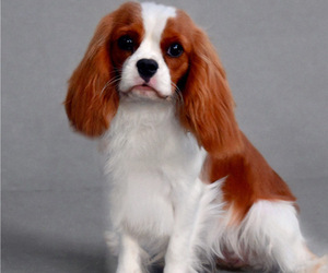 Cavalier King Charles Spaniel Puppy for Sale in Nagycenk, Gyor-Moson-Sopron Hungary